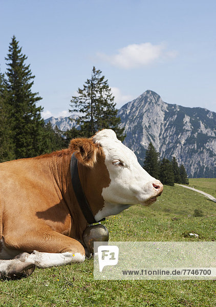 Österreich  Blick auf die Kuh auf der Postalm  Rinnkogel im Hintergrund