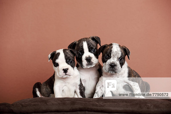 Olde English Bulldoggen  drei Welpen sitzen nebeneinander