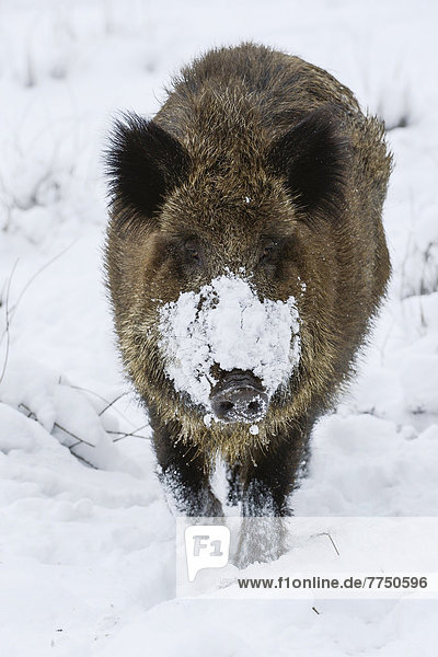 Wild boar (Sus scrofa) standing in the snow