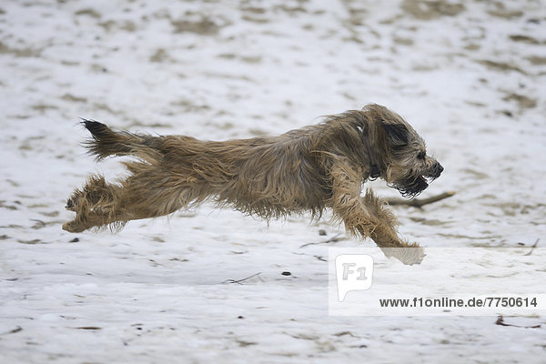Gos d?Atura Català oder Katalanischer Schäferhund läuft auf sandigem  schneebedecktem Boden