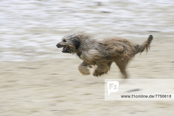 Gos d?Atura Català oder Katalanischer Schäferhund läuft auf sandigem  schneebedecktem Boden  Bewegungsunschärfe