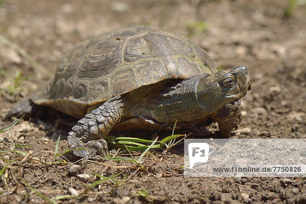 Spanish pond turtle or Mediterranean Turtle (Mauremys leprosa)  mature specimen