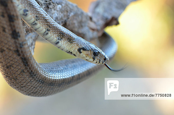 Ladder Snake (Rhinechis scalaris)  darting its tongue  occurrence on the Iberian Peninsula