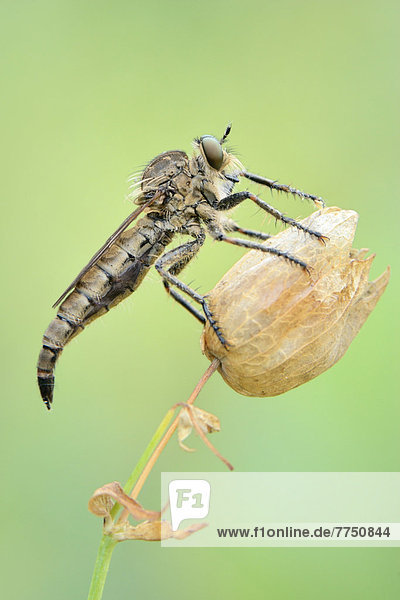 Robberfly (Didysmachus picipes) perched on a wilted flower