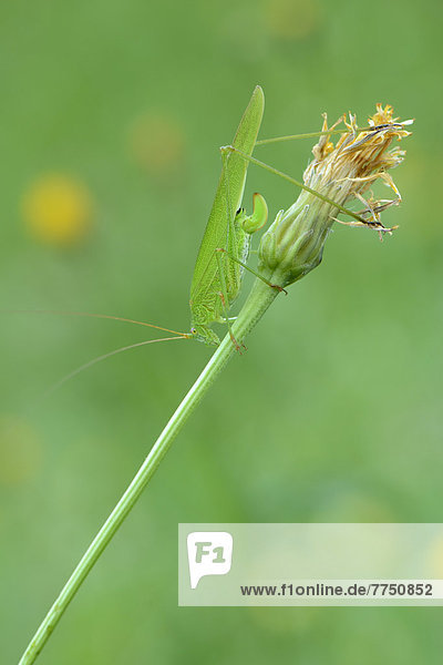 Sickle-Bearing Bush-Cricket (Phaneroptera falcata)  female  perched on a stem