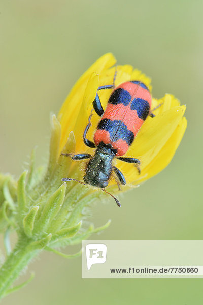 Bee Beetle (Trichodes apiarius)  perched on a yellow flower