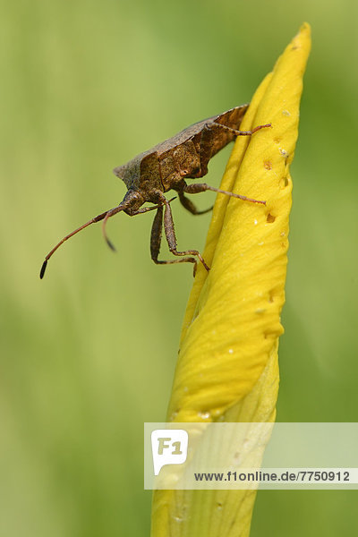Dock Bug (Coreus marginatus)  perched on the leaf of a yellow water iris