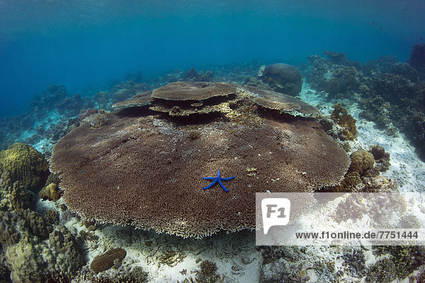 Intaktes Korallenriff mit Tellerkorallen