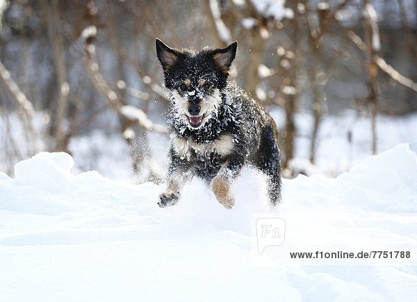 Mischlingshund  Altdeutscher Hütehund x Dackel  rennt durch Schnee