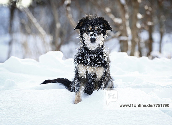 Mischlingshund  Altdeutscher Hütehund x Dackel  sitzt im Schnee