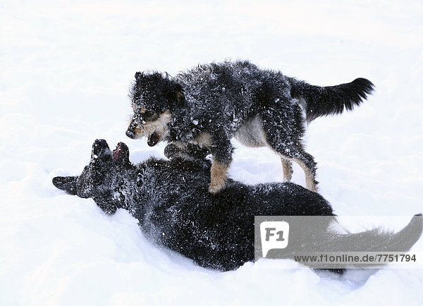Zwei Mischlingshündinnen spielen im Schnee