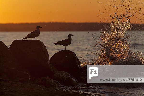Silhouette of seagulls with surf