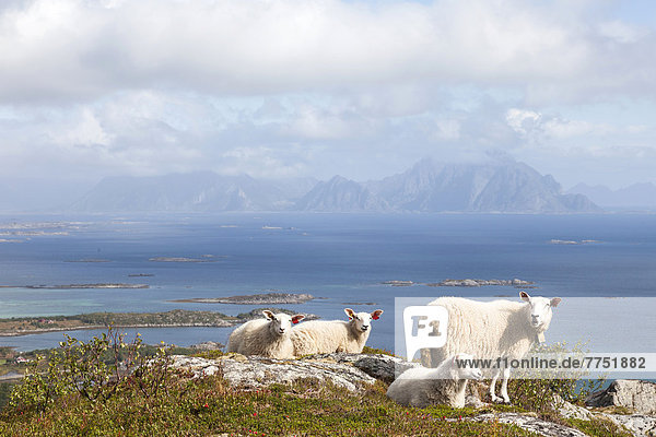 Vier Schafe vor dem Berg Vagekallen
