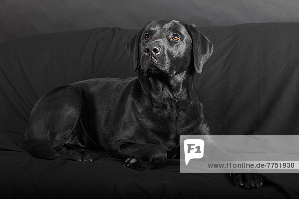 Schwarzer Labrador Retriever  Rüde  auf schwarzem Sofa