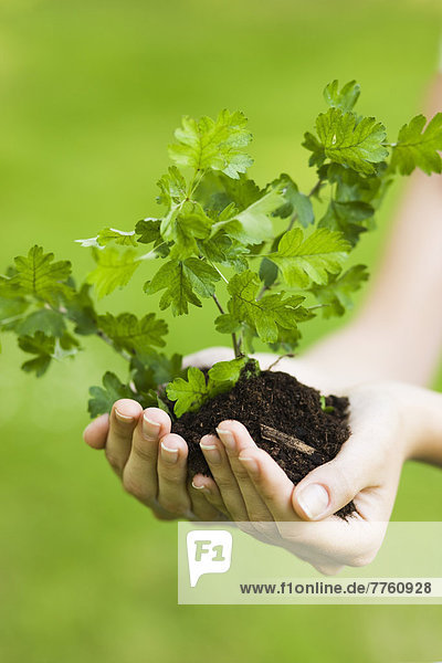 Woman's hands holding a young plant in soil