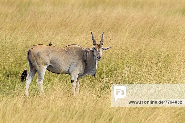 Elenantilope  Taurotragus oryx  Masai Mara National Reserve  Afrika  Kenia