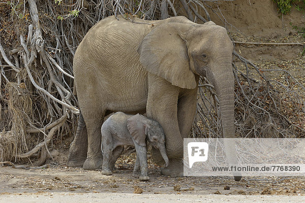Afrikanischer Elefant (Loxodonta africana)  weiblicher Wüstenelefant mit Jungtier im Trockenflussbett des Hoanib