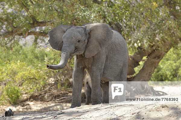 Afrikanischer Elefant (Loxodonta africana)  Wüstenelefant im Trockenflussbett des Hoanib
