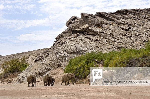 Afrikanische Elefanten (Loxodonta africana)  Wüstenelefanten im Trockenflussbett des Hoanib bei Felsenge