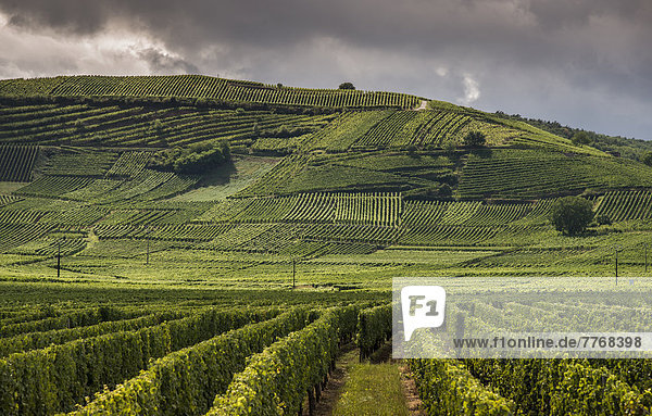 Weinberge