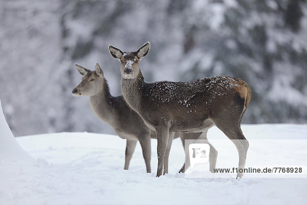 Rothirsch (Cervus elaphus)  zwei Hirschkühe stehen im Schnee