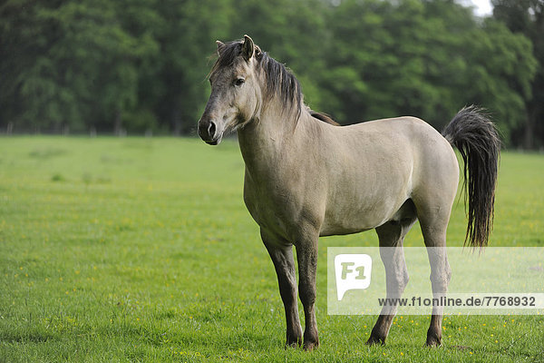 Tarpan  Steppen-Tarpan oder Steppentarpan (Equus ferus gmelini  Equus gmelini)  Rückzüchtung  Abbildzüchtung  kommunales Wildgehege