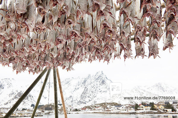 Stockfisch in nordischer Winterlandschaft