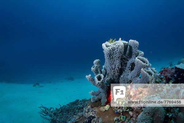 Korallenriff mit Röhrenschwämmen