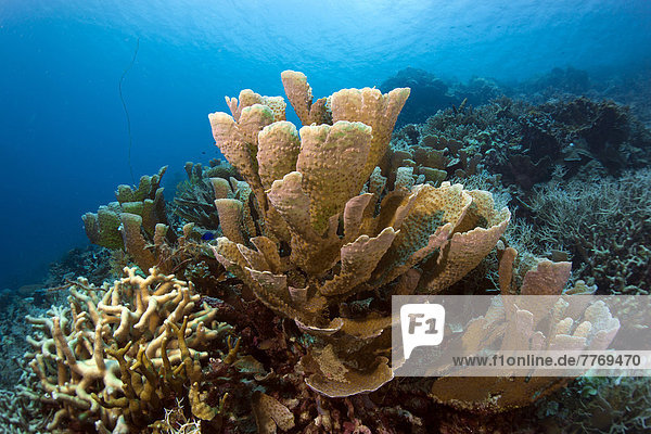 Fragile Mikroporenkoralle (Montipora delicatula)  solitärer Korallenstock
