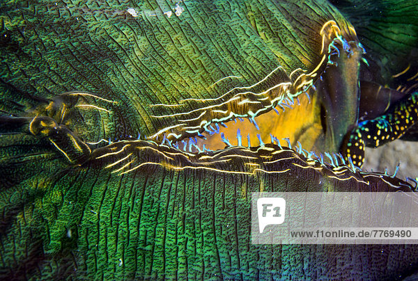 Mördermuschel oder Große Riesenmuschel (Tridacna maxima)  Detail des Sipho