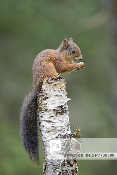 Eichhörnchen (Sciurus vulgaris)  sitzt auf einem Birkenstamm und frisst eine Haselnuss