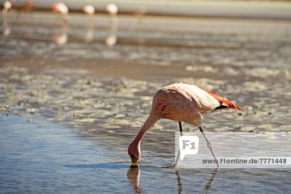 seicht  Bolivien  füttern  Flamingo  Lagune  Südamerika