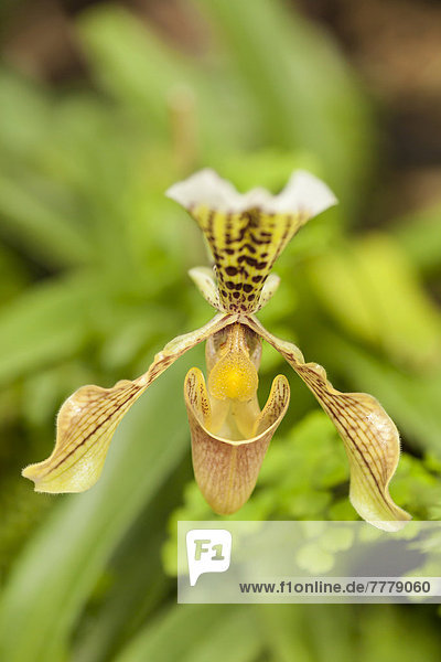 Orchidee (Paphiopedilum)