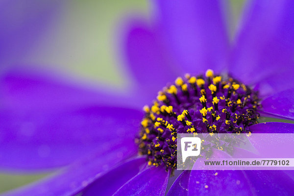 Aschenblume oder Läuseblume (Pericallis x hybrida Senetti Deep Blue)  Detail einer Blüte