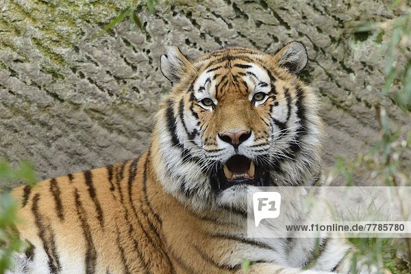 Sibirischer Tiger  Panthera tigris altaica  im Zoo  Bavaria  Germany  Europe