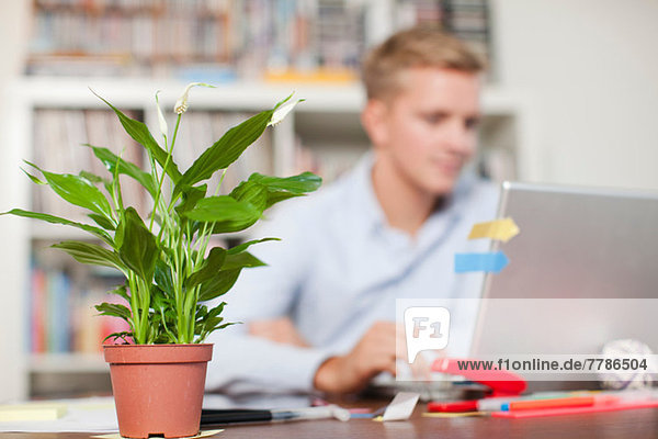 Young man at desk with pot plant in foreground