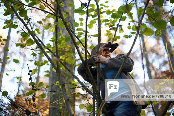 Boys up tree looking through binoculars