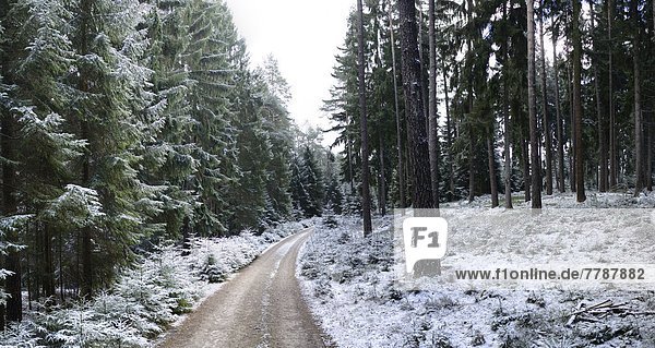 Wald im Winter,  Oberpfalz,  Bayern,  Deutschland,  Europa