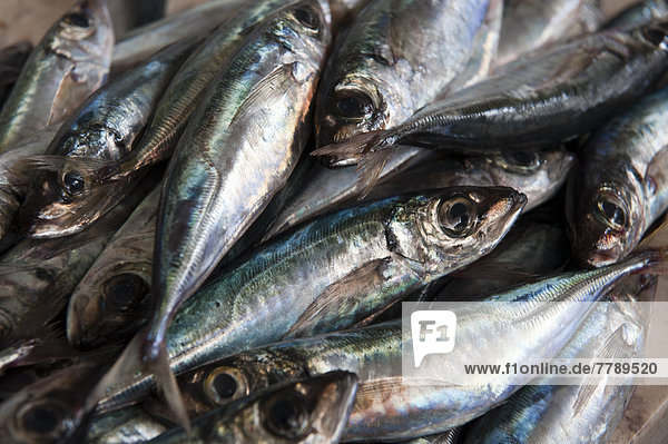 Makrelen auf dem Fischmarkt in Funchal Insel Madeira Portugal