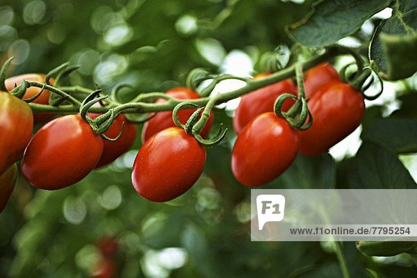 Reife Bio-Tomaten am Strauch hängend