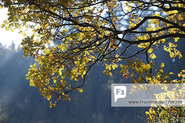 hoch  oben  nahe  Ast  Herbst  Eiche  Bayern  englisch  Laub  Deutschland  Oberpfalz