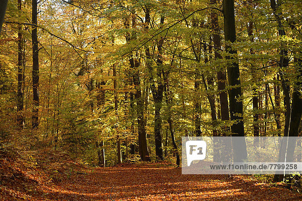 europäisch  folgen  Wald  Herbst  Buche  Buchen  Bayern  Deutschland  Oberpfalz
