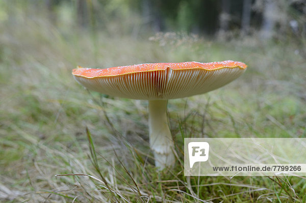 Close-up of Fly Agaric (Amanita muscaria) on Forest Floor  Neumarkt  Upper Palatinate  Bavaria  Germany