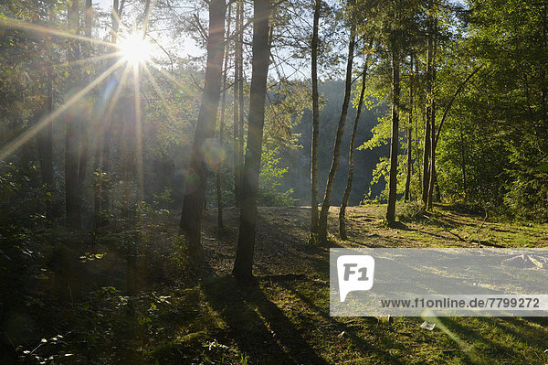 Fichte  Tanne  Wald  Norwegen  Sonnenlicht  Bayern  Deutschland  Sonne  Oberpfalz