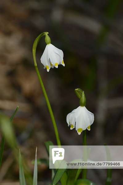 Frühlings-Knotenblume  Märzenbecher  Märzbecher oder Großes Schneeglöckchen  Leucojum vernum  Bayern  Deutschland