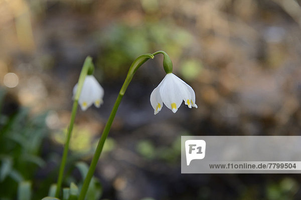 Frühlings-Knotenblume  Märzenbecher  Märzbecher oder Großes Schneeglöckchen  Leucojum vernum  Bayern  Deutschland