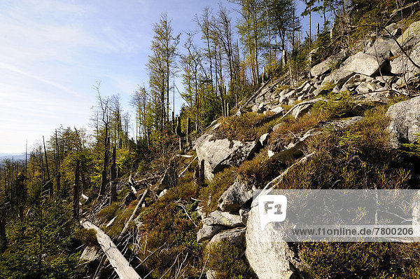 fallen fallend fällt Landschaft Wald Herbst Käfer kahler Baum kahl kahle Bäume Baumrinde Rinde Bayern bayerisch Deutschland