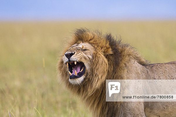 zeigen  Raubkatze  Löwe  Panthera leo  groß  großes  großer  große  großen  Verhalten  Flehmen  Masai Mara National Reserve  Kenia  Löwe - Sternzeichen