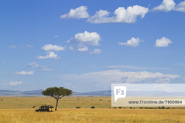 Pampashase  Dolichotis patagonum  Baum  Safari  Geländewagen  Naturschutzgebiet  Masai  Akazie  Kenia