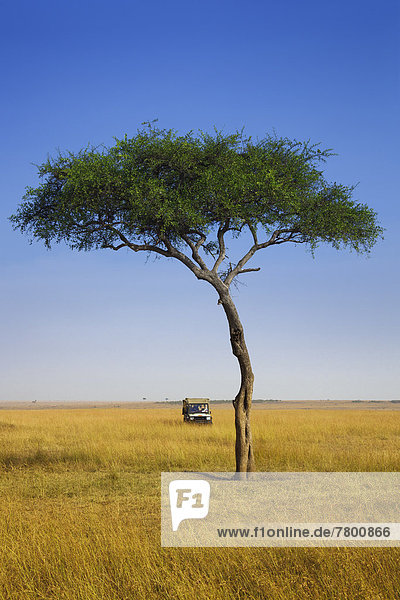 Baum  Safari  Ansicht  Geländewagen  Masai Mara National Reserve  Akazie  Kenia